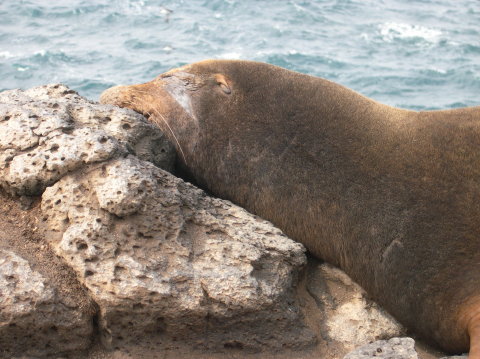 galapagos-furr-seal-closer