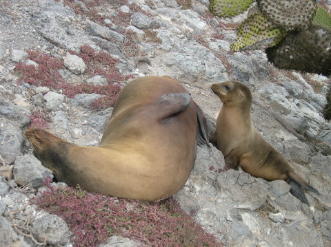 galapagos-sealion-with-baby
