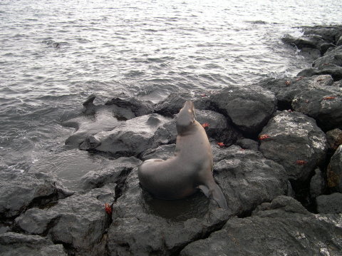 galapagos-seal-on-rocks