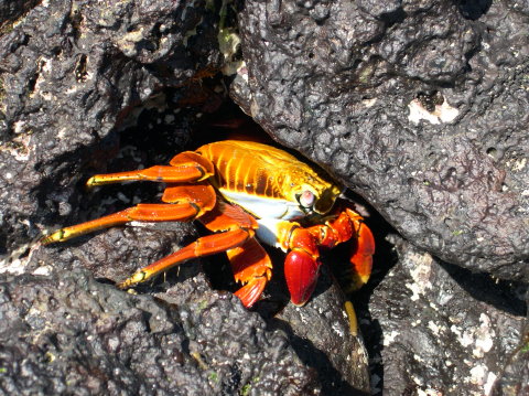 galapagos-crab-2