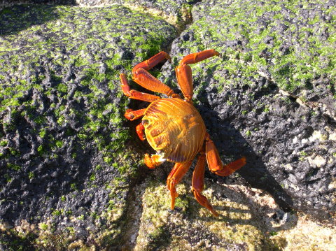 galapagos-crab-1