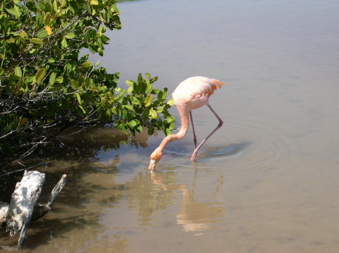 galapagos-flamingo6