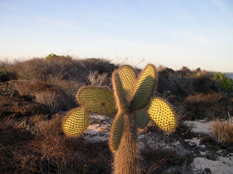 galapagos-cactus
