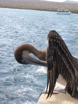 galapagos-pelican-roof-boat