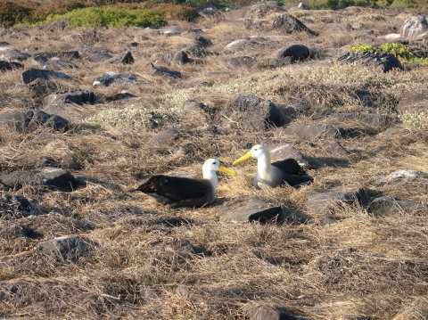galapagos-albatros-2