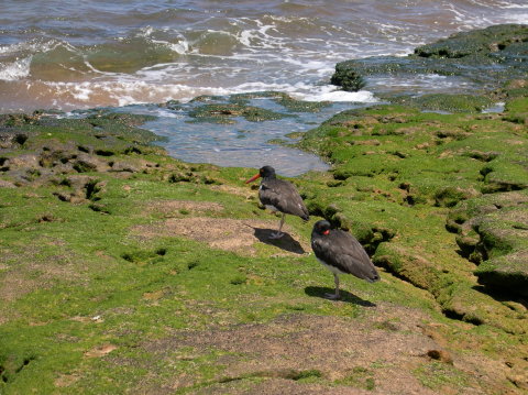 galapagos-birds-water