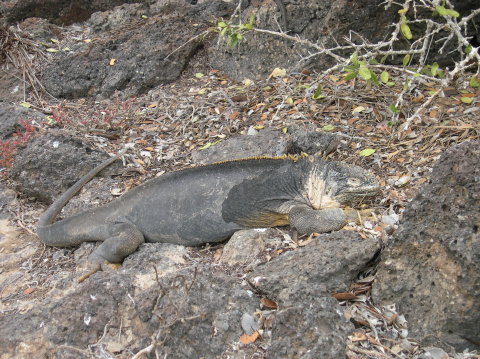 galapagos-yellow-iguana