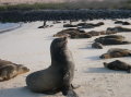 galapagos-sealions-on-beach