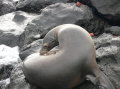 galapagos-seal-scratching