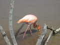 galapagos-flamingo7