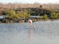 galapagos-flamingo3