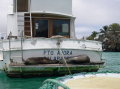 galapagos-seals-boat-2
