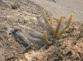 galapagos-cactus-lava