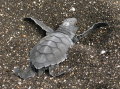 galapagos-baby-sea-turtle