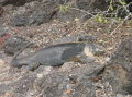 galapagos-yellow-iguana