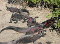 galapagos-red-iguanas