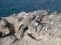 galapagos-iguana-rocks-sea