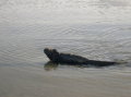 galapagos-marine-iguana2
