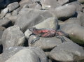 galapagos-red-iguana