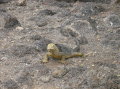 galapagos-yellow-iguana-2