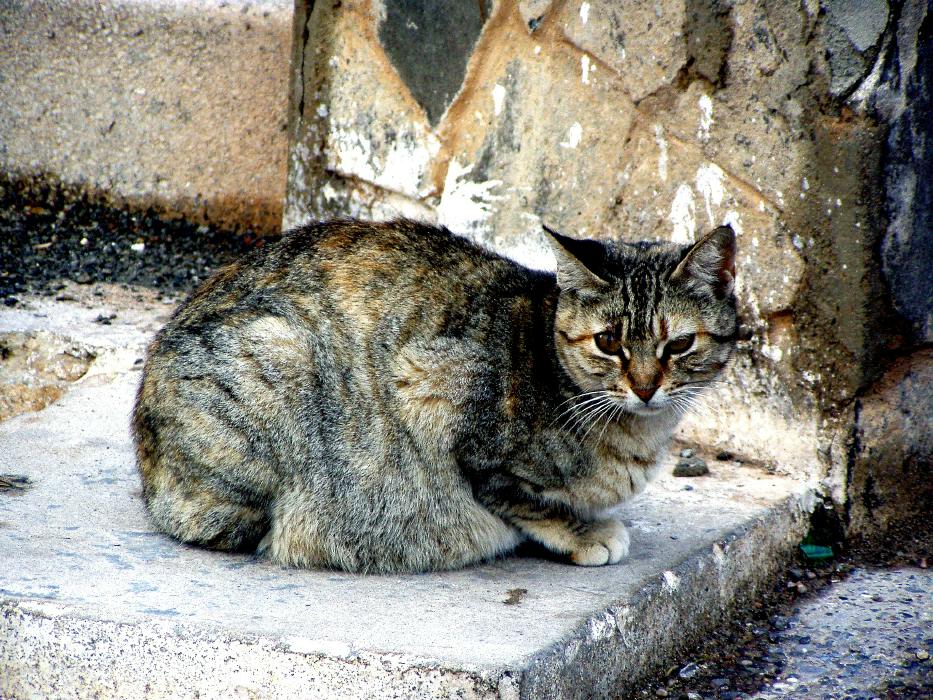 pticha-maroc-alhoceima-2