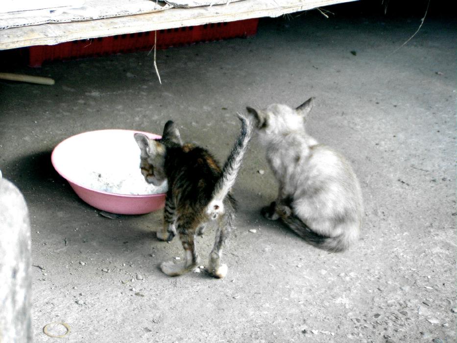 pticha-thailande-mae-tang-mae-rim-2