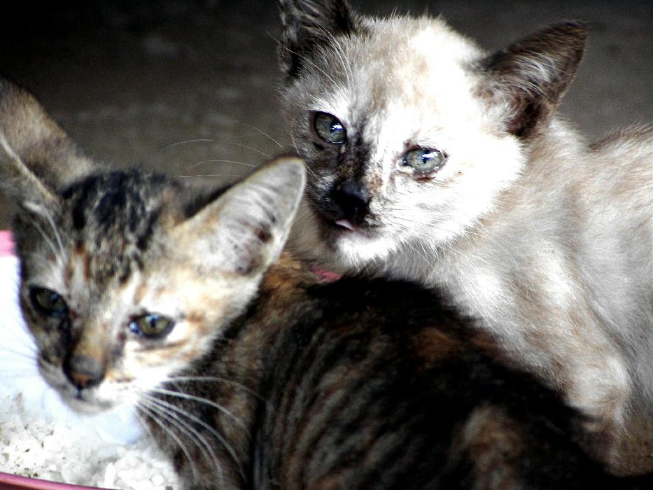 pticha-thailande-mae-tang-mae-rim