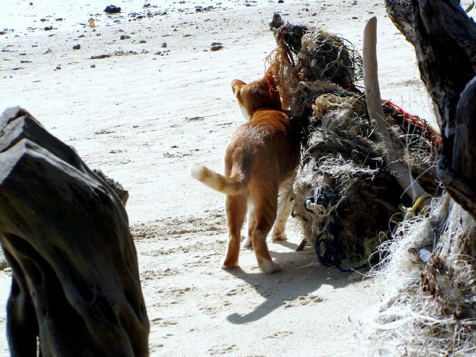 pticha-thailande-ko-pha-ngan-2