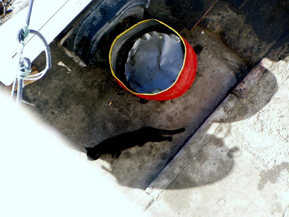 pticha-cat-and-buckets-in-dakhla