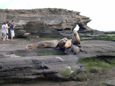 galapagos-sealion-1