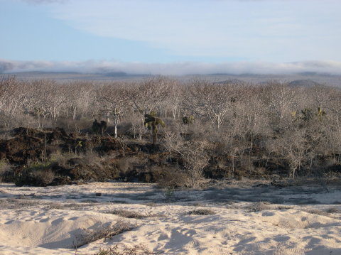 galapagos-dry-land