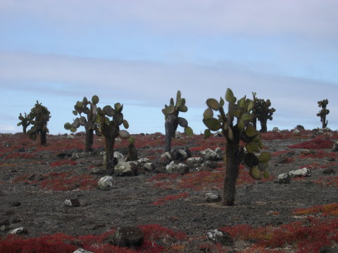 galapagos-cactus-field