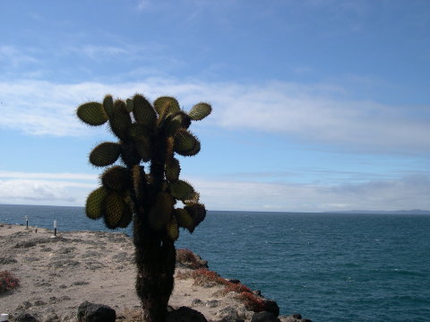 galapagos-cactus-sea