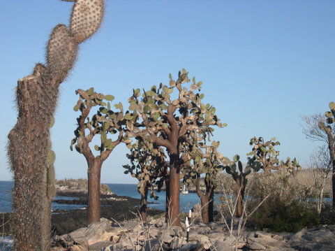 galapagos-cactus-field2