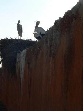 marrakech-cigognes-palais-elbadi (2)