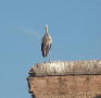 marrakech-cigogne-palais-el-badi (2)