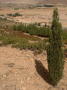 maroc--pre-gorges-ziz (2)